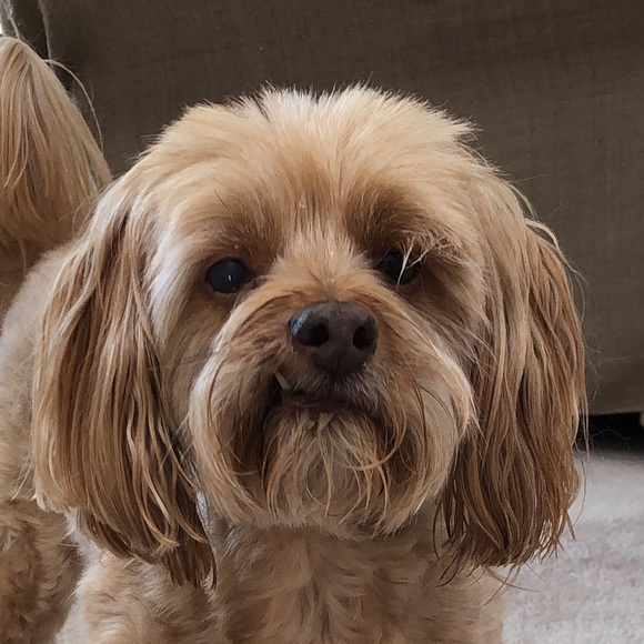 Meet your Posher, Leena - Picture 1 of 1